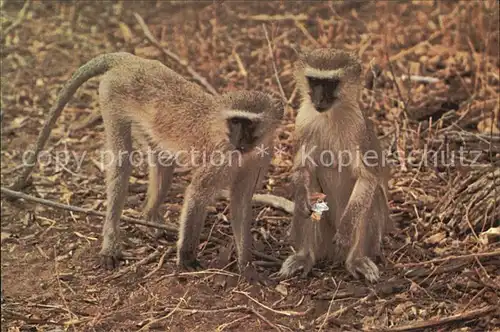 Affen Vervet Monkeys  Kat. Tiere
