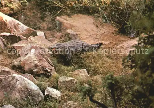 Krokodile Crocodile Rhodesia Kat. Tiere