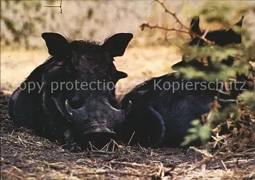 Schweine Warzenschwein Warthogs  Kat. Tiere