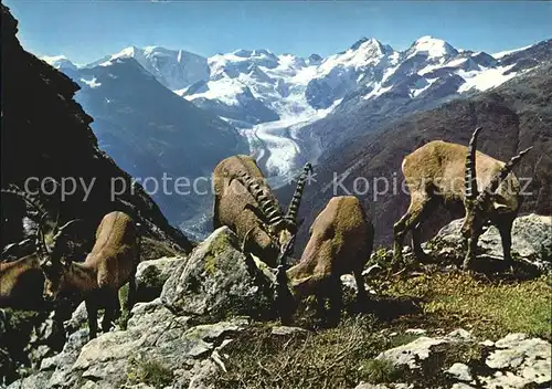 Steinbock Piz Albris Berninagruppe Morteratschgletscher  Kat. Tiere