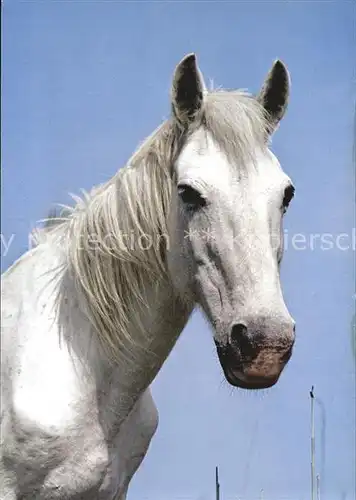 Pferde Camargue  Kat. Tiere