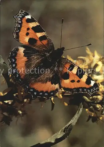 Schmetterlinge Aglais urticae Kleiner Fuchs  Kat. Tiere