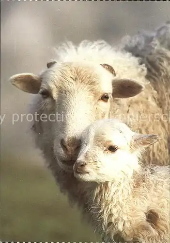 Schafe Hausschaf Mouton Sheep  Kat. Tiere