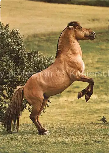 Pferde Fjord Pferd Chevail Horse  Kat. Tiere