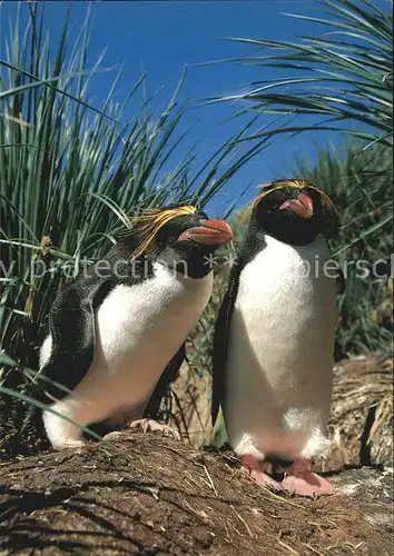 Pinguin Goldschopf Pinguin Eudyptes chrysolophus Kat. Tiere