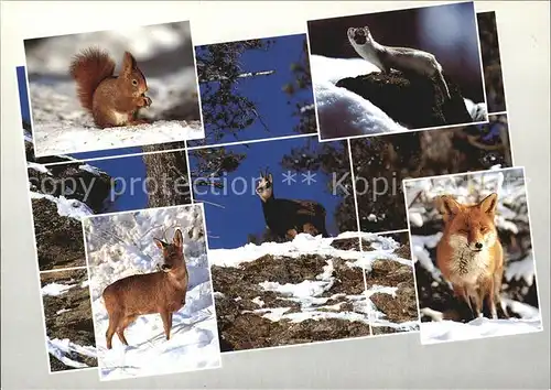 Tiere Alpentiere Eichhoernchen Gemse Fuchs Reh Kat. Tiere
