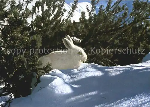 Hasen Alpenschneehase Lepus Varronis Kat. Tiere