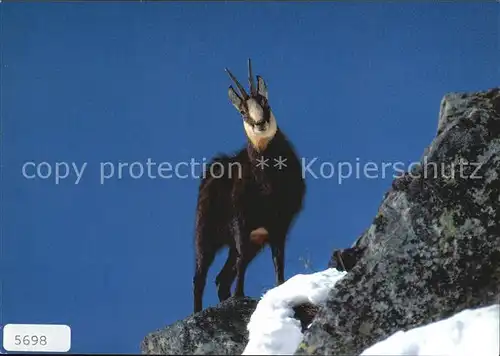 Gemse Chamois  Kat. Tiere