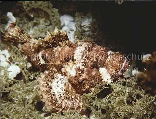 Fische Steinfisch Scorpaenopsis cirrhosus Kat. Tiere