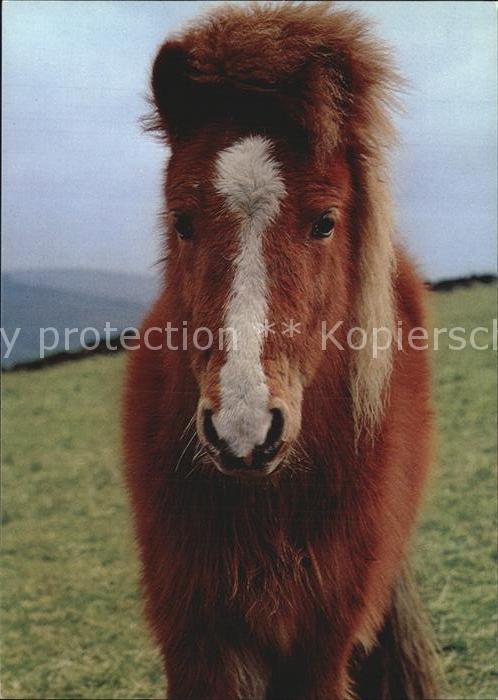 Pony Tiere Englisches Pony Kat Tiere Nr Kt79933 Oldthing Ansichtskarten Pflanzen Tiere Unsortiert