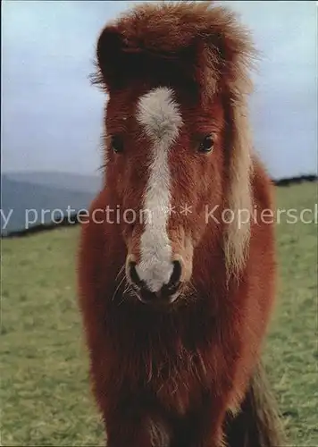 Pony Tiere Englisches Pony  Kat. Tiere