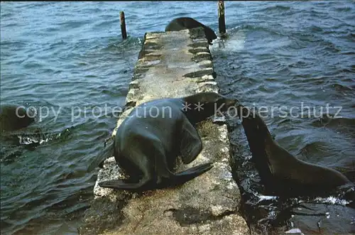 Seehunde Robben Islas Galapagos Ecuador Kat. Tiere