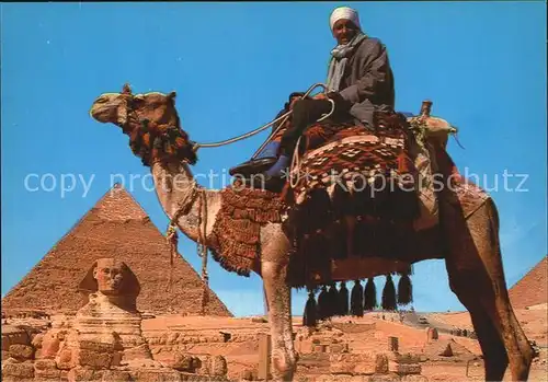 Kamele Camel driver Sphinx Khafre Pyramid  Kat. Tiere