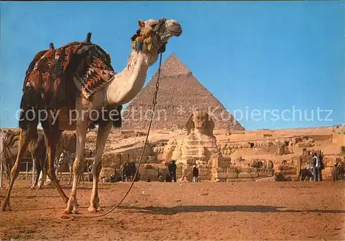 Kamele Giza Great Sphinx Pyramid of Kephre Kat. Tiere