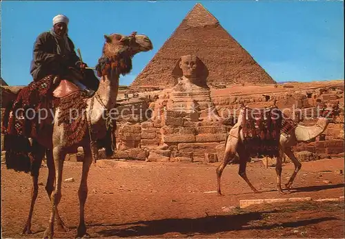 Kamele Camel driver Sphinx and Khafre Pyramid Kat. Tiere