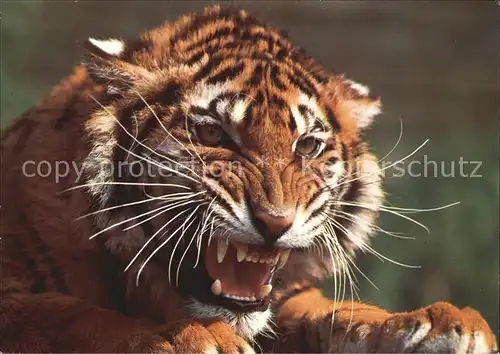 Tiger Tiere Koenigstiger Tigre Tiger  Kat. Tiere