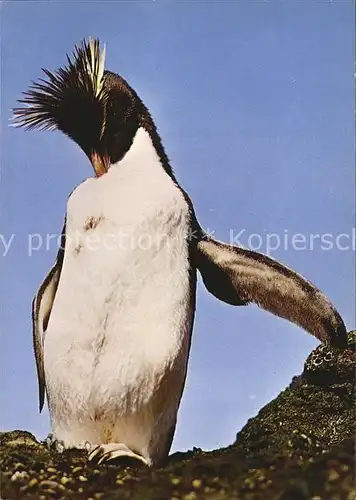 Pinguin Eudyptes crestatus Felsen Pinguin  Kat. Tiere