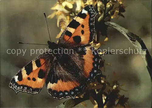 Schmetterlinge Aglais urticae Kleiner Fuchs Petite Tortue  Kat. Tiere