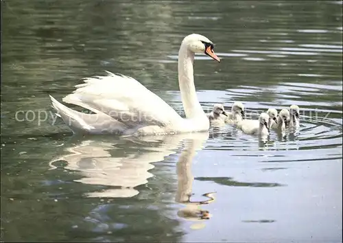 Schwan Hoeckerschwaene Swans Cygnus muets  Kat. Tiere