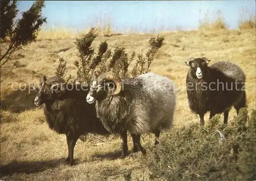 Schafe Gotlandschafe NSG Faehrinsel  Kat. Tiere