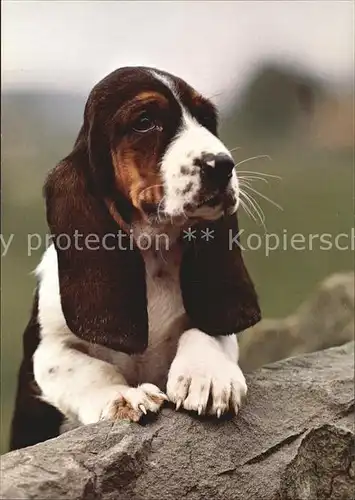 Hunde Basset  Kat. Tiere