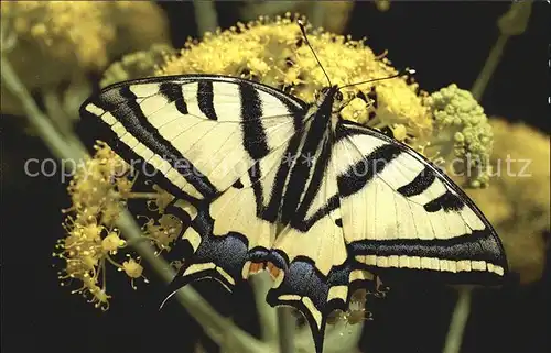 Schmetterlinge Papilio Alexanor  Kat. Tiere