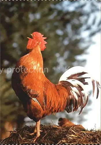 Gefluegel Hahn Coq Cock Kat. Tiere