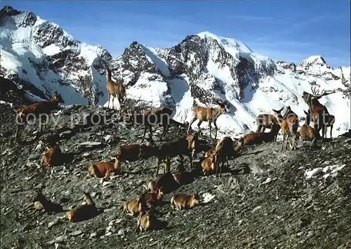 Hirsch Rothirsche Cervus elaphus Red Deers  Kat. Tiere