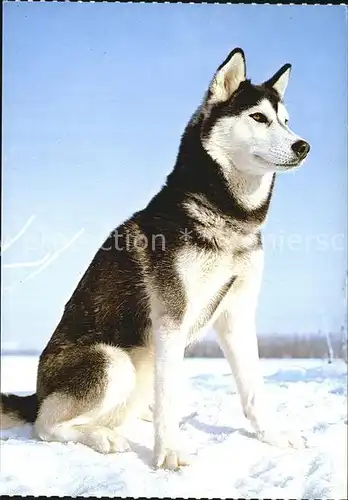 Hunde Sibirian Husky  Kat. Tiere