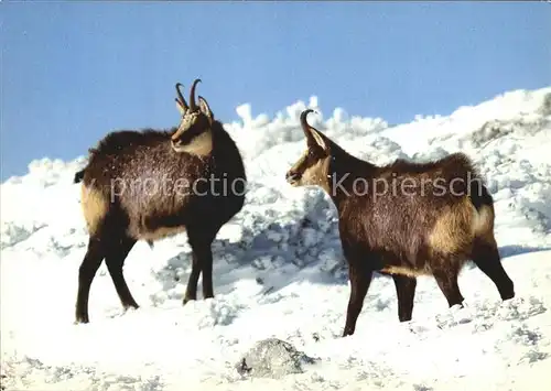 Gemse Chamois Rupicapra Kat. Tiere