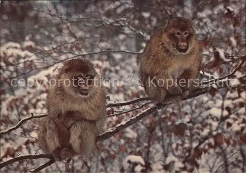 Affen Berberaffen Affenberg Salem Bodensee  Kat. Tiere