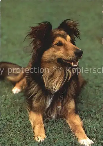 Hunde Belgischer Schaeferhund Sheepdog Kat. Tiere