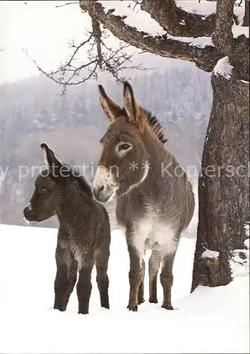 Esel Tiere Ane Donkey Kat. Tiere