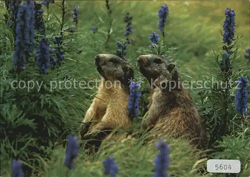 Murmeltier Marmottes Marmots  Kat. Tiere