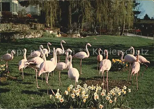 Flamingo Zoo Zuerich Kat. Tiere