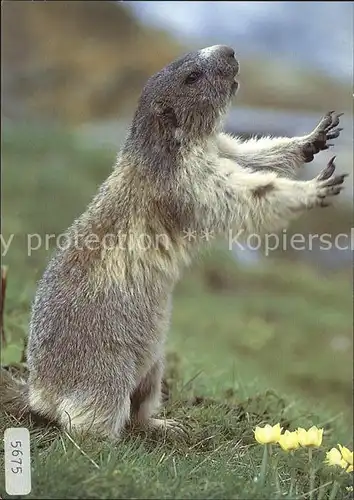 Murmeltier Marmotte Marmot  Kat. Tiere