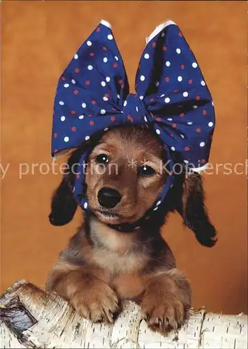 Hunde Welpe Schleife Kat. Tiere