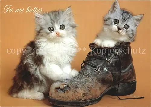 Katzen Schuh Kat. Tiere