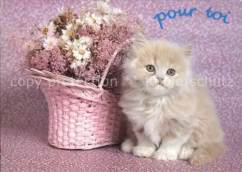 Katzen Blumen Kat. Tiere