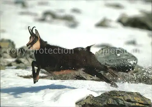 Gemse Rupicapra Chamois Kat. Tiere