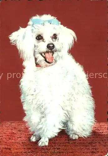 Hunde  Kat. Tiere