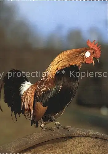 Gefluegel Hahn Coq Cock Kat. Tiere