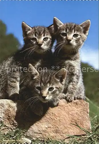 Katzen Chats Cats Kat. Tiere