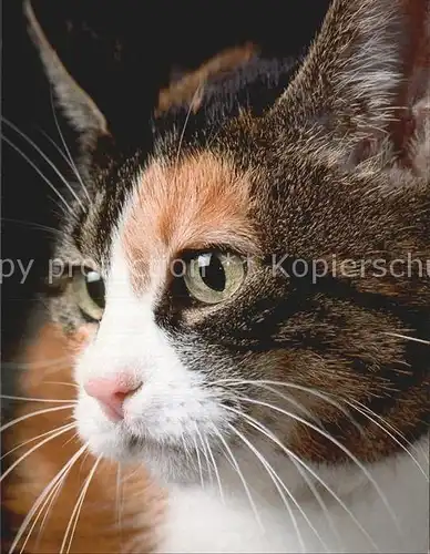 Katzen Hauskatze Kat. Tiere