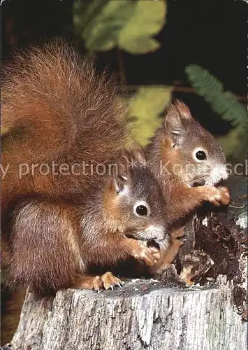 Eichhoernchen Ecureuils Squirrels  Kat. Tiere