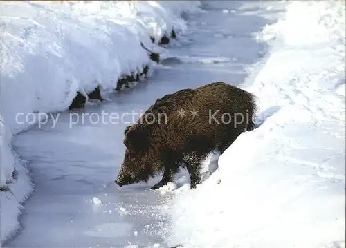 Schweine Wildschein Sanglier Wild boar  Kat. Tiere