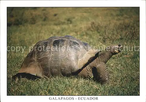 Schildkroeten Giant Tortois Isla Santa Cruz Galapagos Ecuador Kat. Tiere