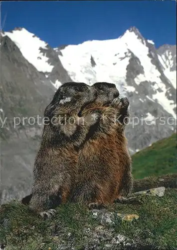 Murmeltier Marmotte Marmot Kat. Tiere