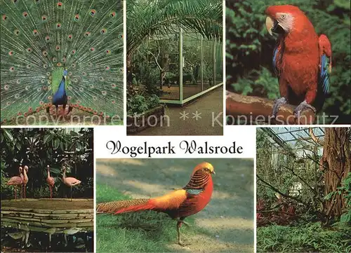 Voegel Vogelpark Walsrode Pfau Flamingo Papagei Kat. Tiere