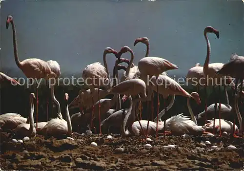 Flamingo Flamants Roses  Kat. Tiere